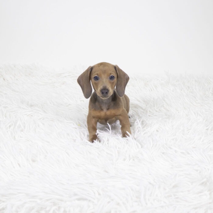 Kayda - Dachshund puppy for sale