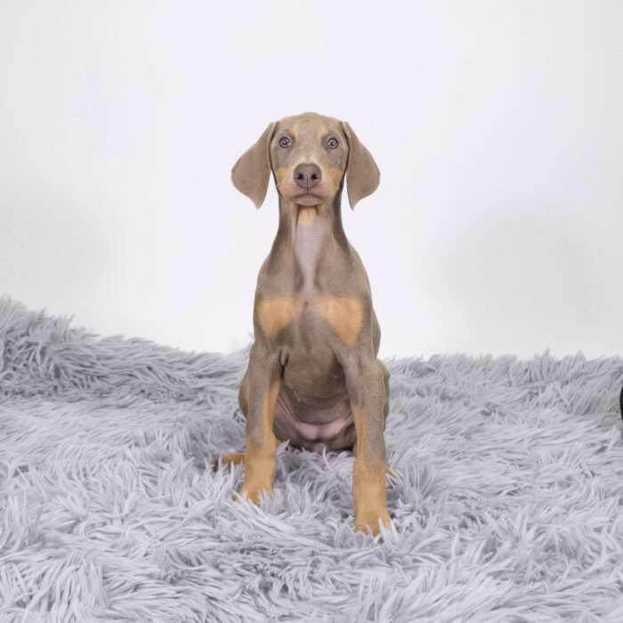 Bay - Doberman Pinscher puppy for sale