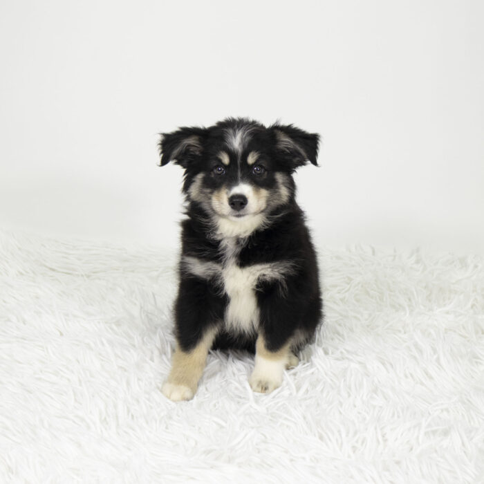 Mariner - Miniature Australian Shepherd puppy for sale