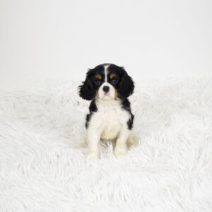 Petland Pembroke Pines Cavalier King Charles Spaniel puppy available