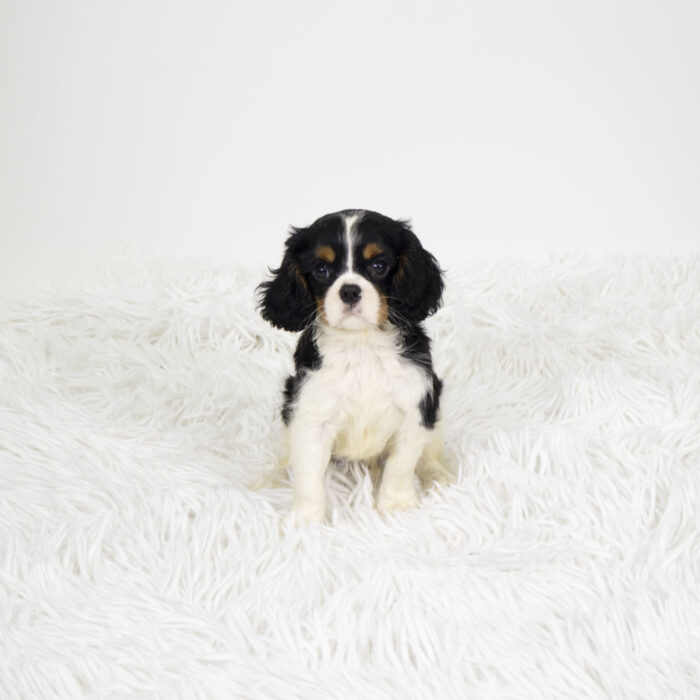 Copper - Cavalier King Charles Spaniel puppy for sale
