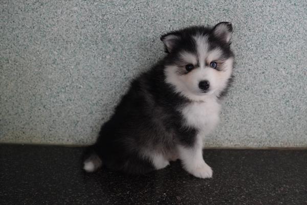 Windy - Pomsky puppy for sale