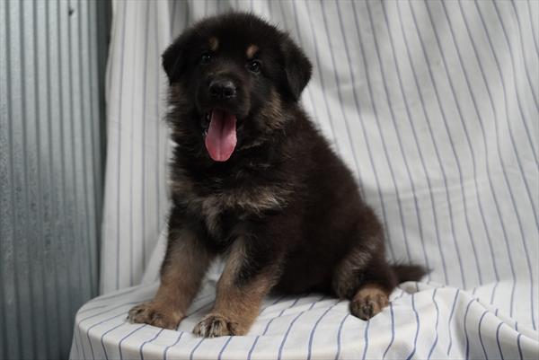Shimmer - German Shepherd Dog puppy for sale