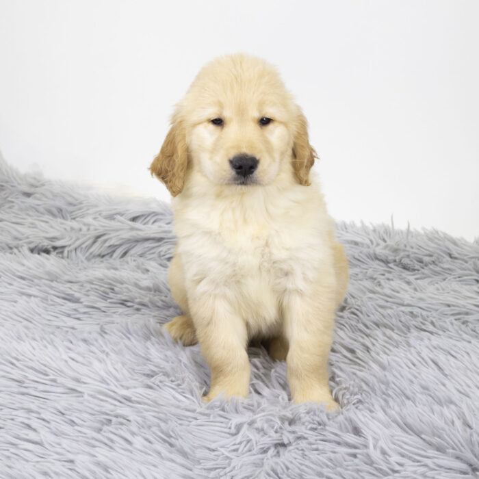 Zipper - Golden Retriever puppy for sale