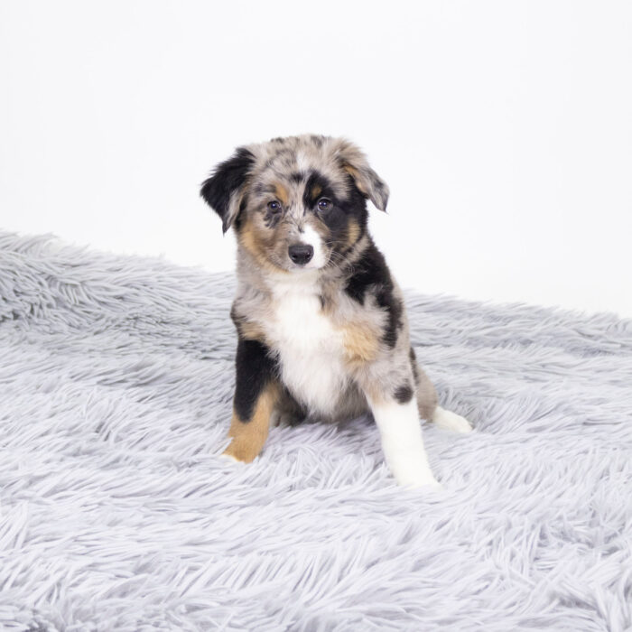 Zach - Australian Shepherd puppy for sale