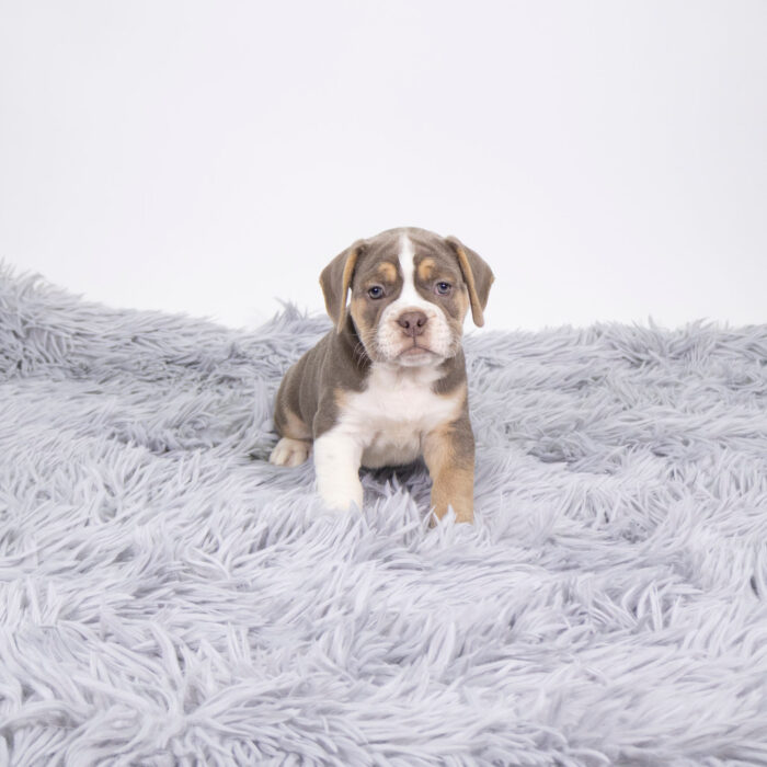 Cumin - Beabull 2nd Gen puppy for sale