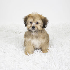Petland Pembroke Pines Teddy Bear puppy available