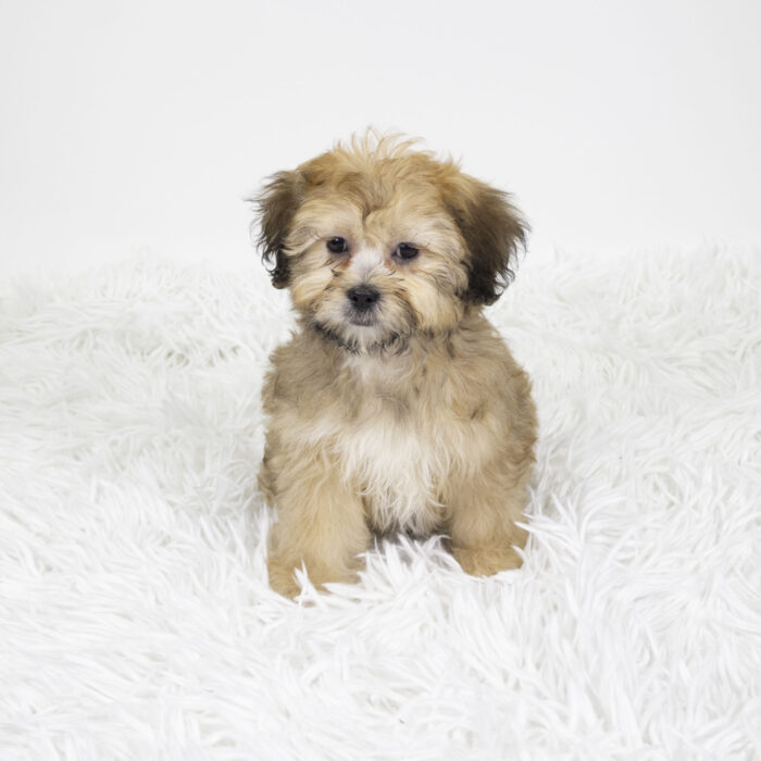 Pat - Teddy Bear puppy for sale