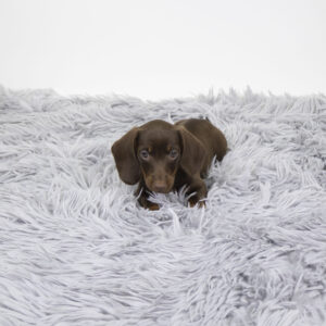 Petland Pembroke Pines Dachshund puppy available