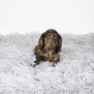 Petland Pembroke Pines Dachshund puppy available