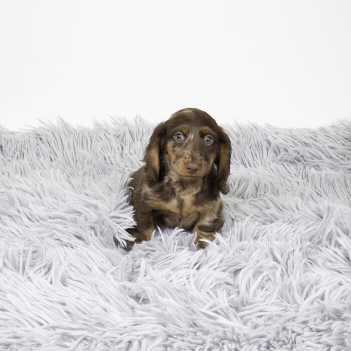 Plume - Dachshund puppy for sale