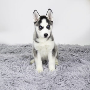 Siberian Husky