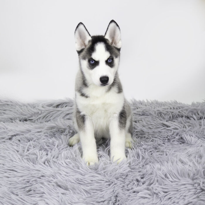 River - Siberian Husky puppy for sale