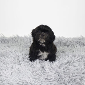 Petland Pembroke Pines Shih Tzu puppy available