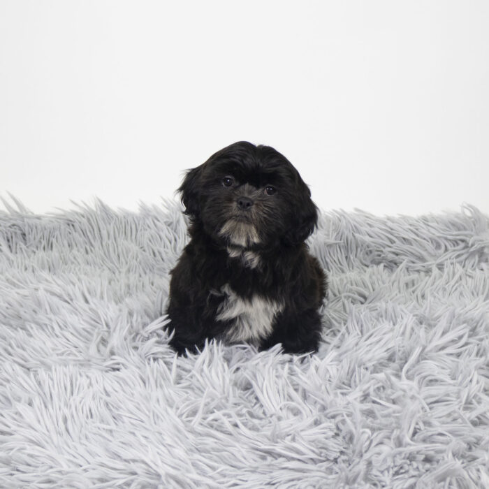 Morgan - Shih Tzu puppy for sale