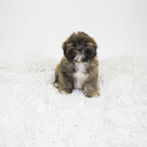 Shih Tzu