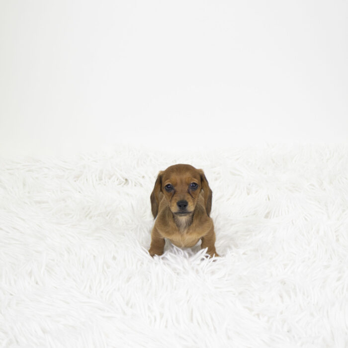 Mica - Dachshund puppy for sale