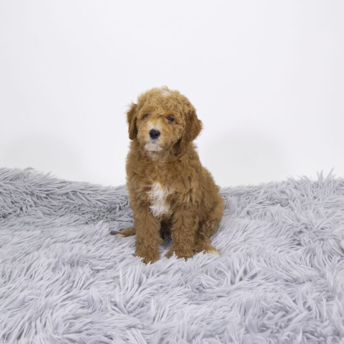 Sincere - Mini Goldendoodle puppy for sale