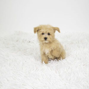 Petland Pembroke Pines Maltipoo puppy available