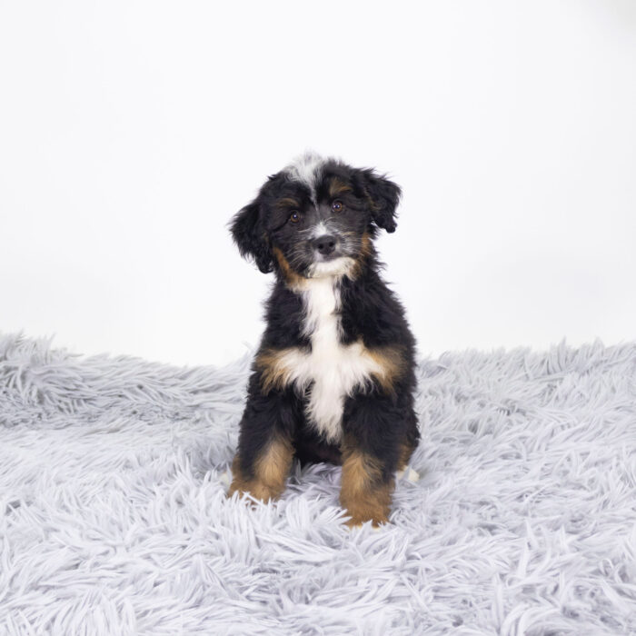 Nickel - Mini Bernadoodle puppy for sale