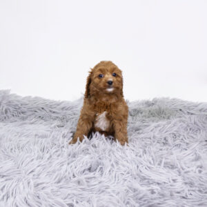 Cavapoo