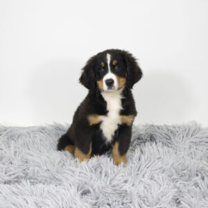 Petland Pembroke Pines Bernese Mountain Dog puppy available