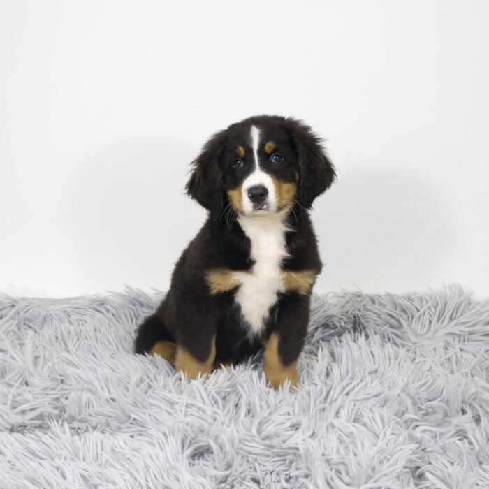 Riddle - Bernese Mountain Dog puppy for sale