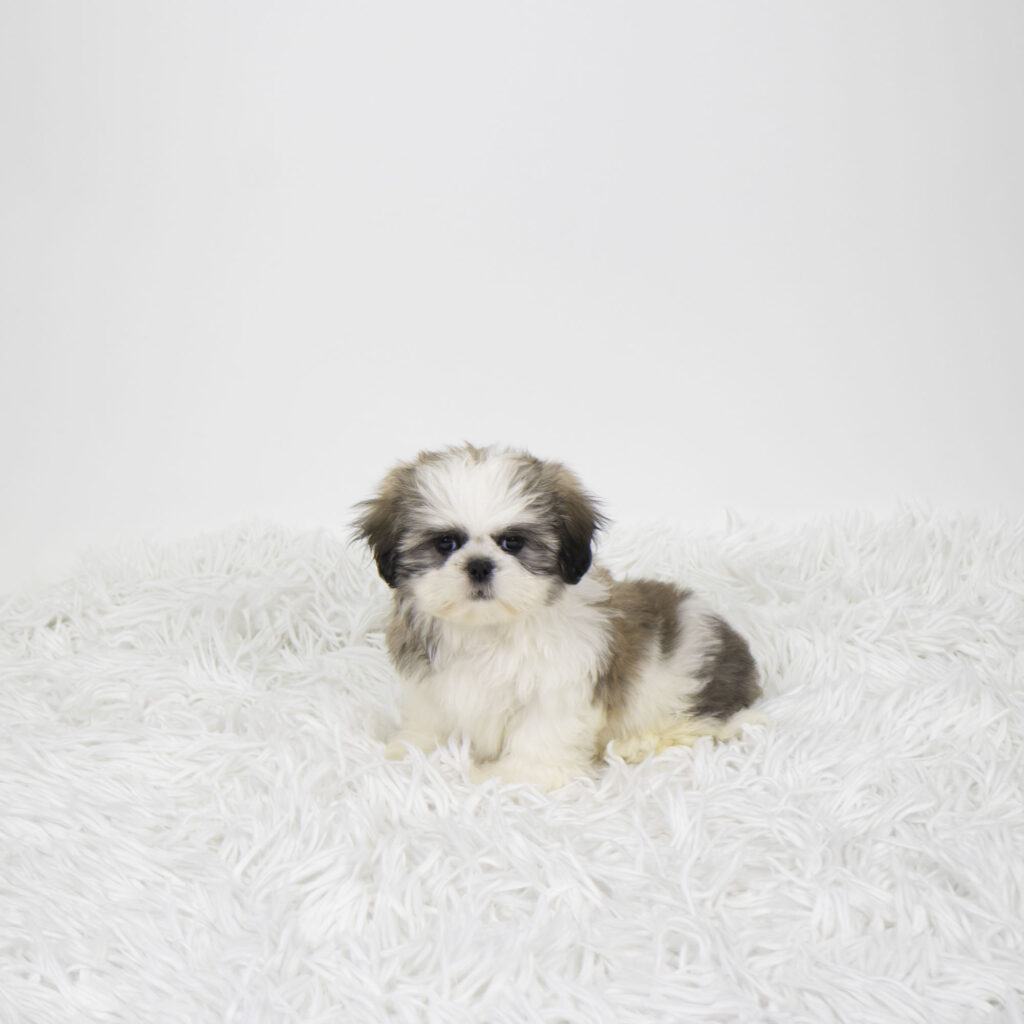 Chico