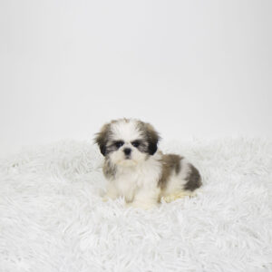 Shih Tzu