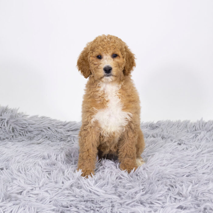 Mariner - Standard Poodle puppy for sale