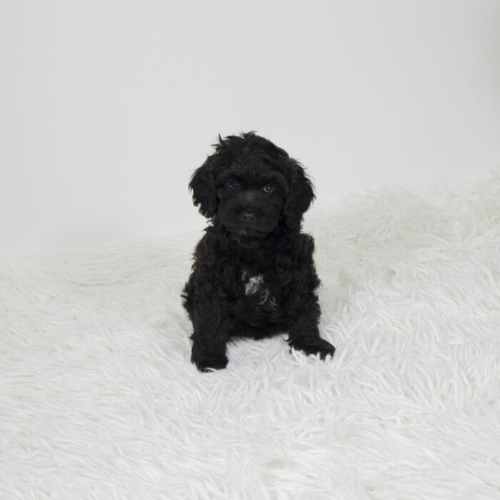 Periwinkle - Cock A Poo puppy for sale