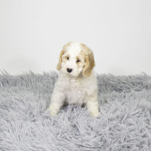 Petland Pembroke Pines Cockapoo puppy available