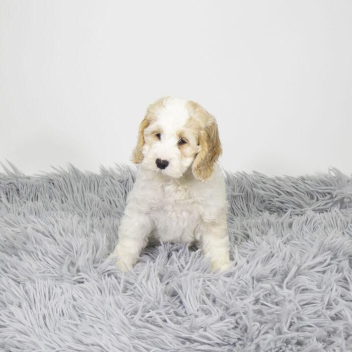 Bay - Cockapoo puppy for sale