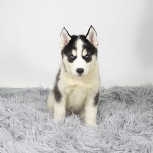 Petland Pembroke Pines Siberian Husky puppy available