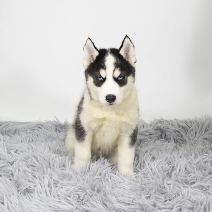 Hickory - Siberian Husky puppy for sale