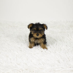 Petland Pembroke Pines Yorkshire Terrier puppy available