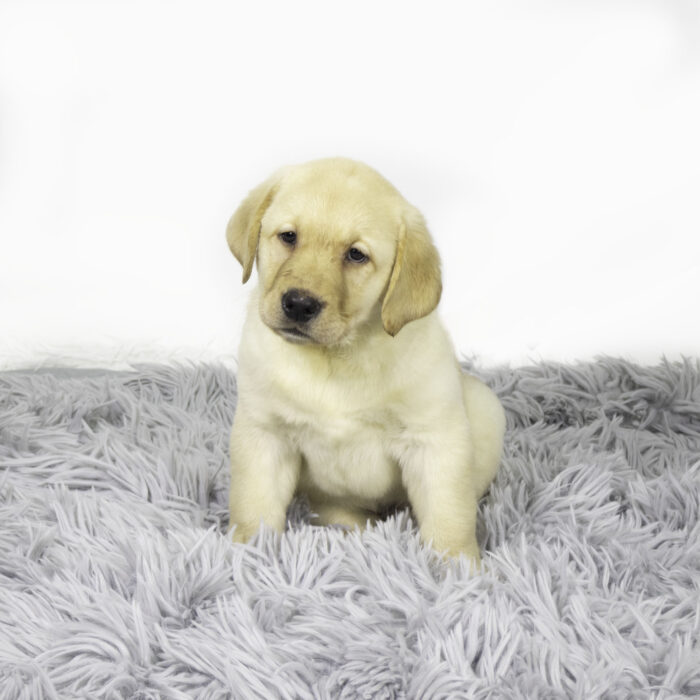 Beech - Labrador Retriever puppy for sale