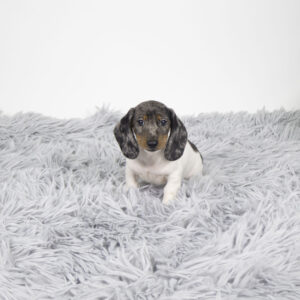 Petland Pembroke Pines Dachshund puppy available