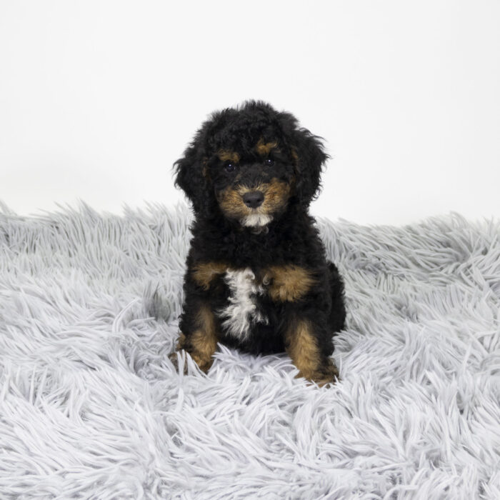 Nickel - Bernedoodle Mini 2nd Gen puppy for sale