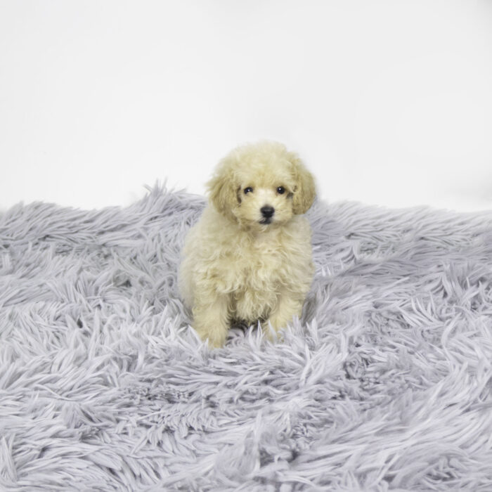 Bryce - Poodle puppy for sale