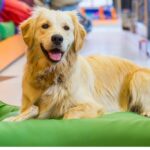 dogsummerjobspetlandfun