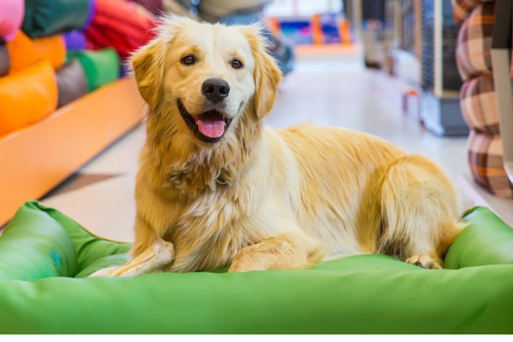 dogsummerjobspetlandfun
