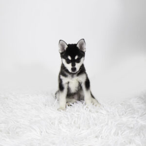 Petland Pembroke Pines Alaskan Klee Kai puppy available