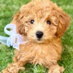 petlandfinancingjune2026educ