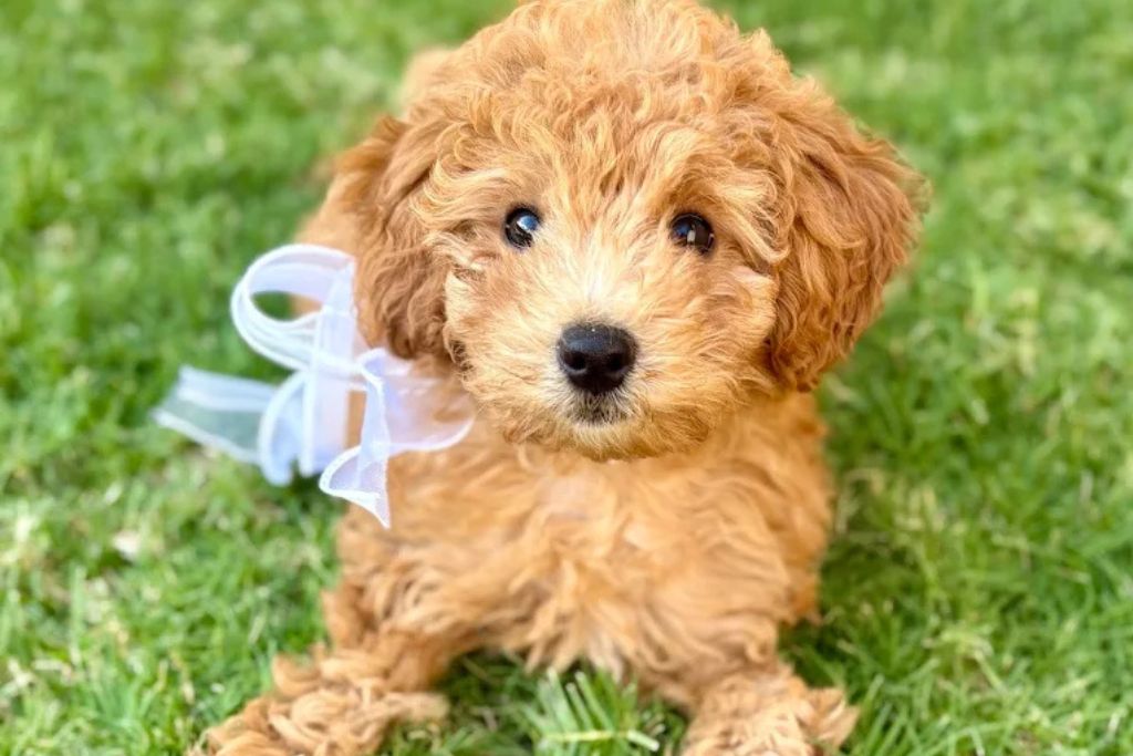 petlandfinancingjune2026educ