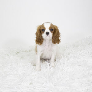 Petland Pembroke Pines Cavalier King Charles Spaniel puppy available