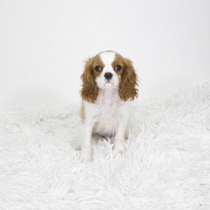 Oliver - Cavalier King Charles Spaniel puppy for sale