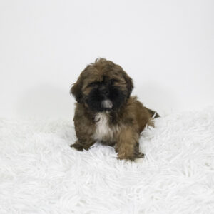 Petland Pembroke Pines Lhasa Apso puppy available