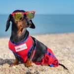 puppy-summer-job