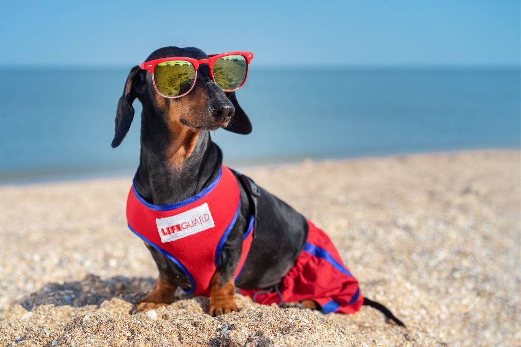 puppy-summer-job